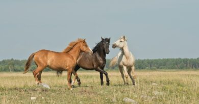 three horses on green ground