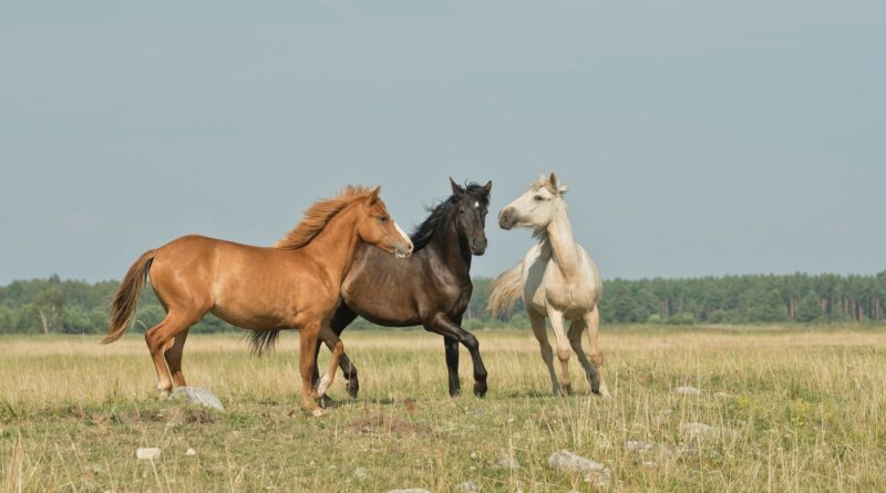 three horses on green ground