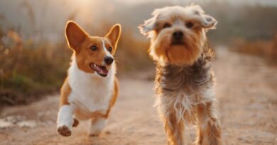 two brown and white dogs running dirt road during daytime