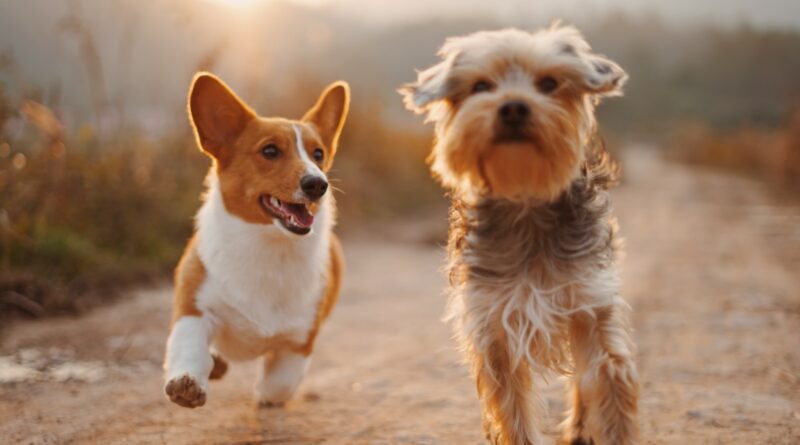 two brown and white dogs running dirt road during daytime