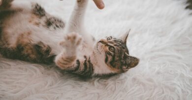 cat, kitten, pet, animal, kitty, animals, cute, nature, carpet