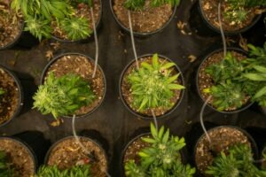 green plant on black plastic pot
