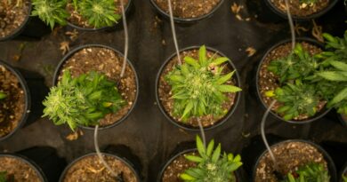 green plant on black plastic pot