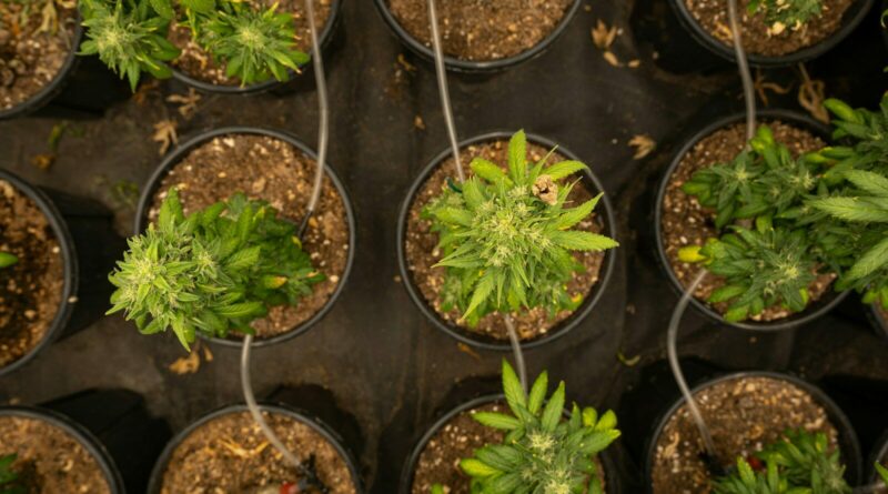 green plant on black plastic pot